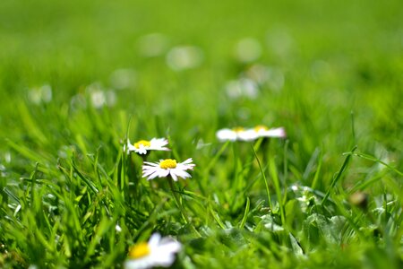 Flora flowers grass