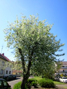 20130424Traubenkirsche_Hockenheim1