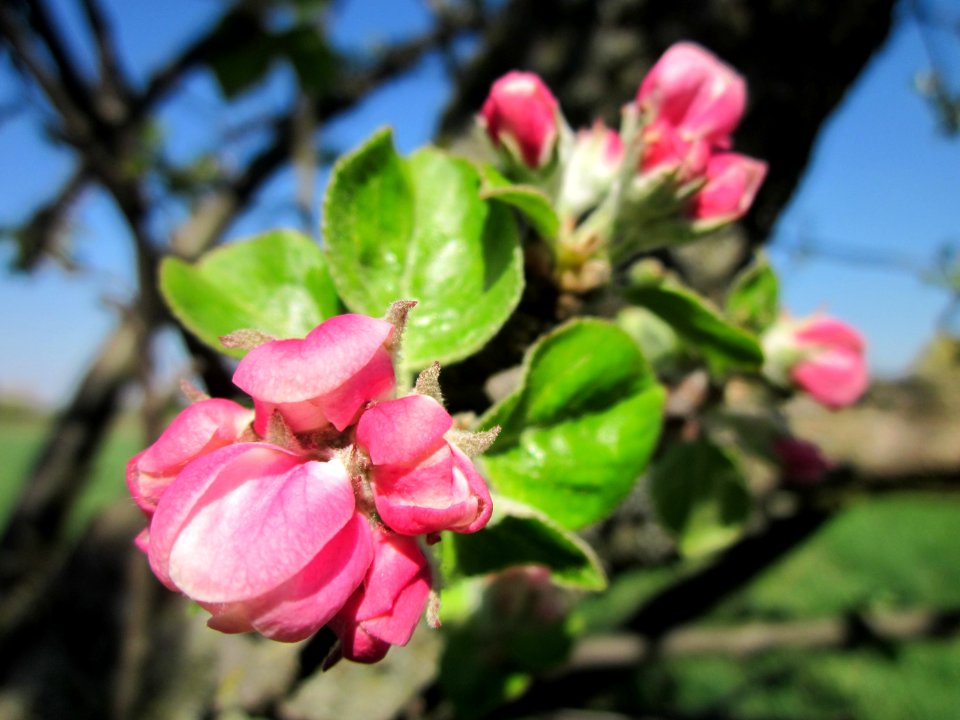 20130425Apfel_Hockenheim4