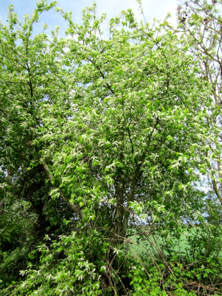 20130429Traubenkirsche_Hockenheim2