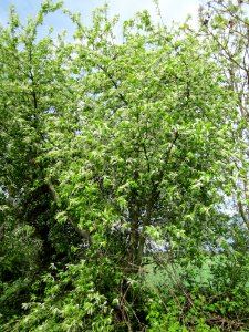20130429Traubenkirsche_Hockenheim2