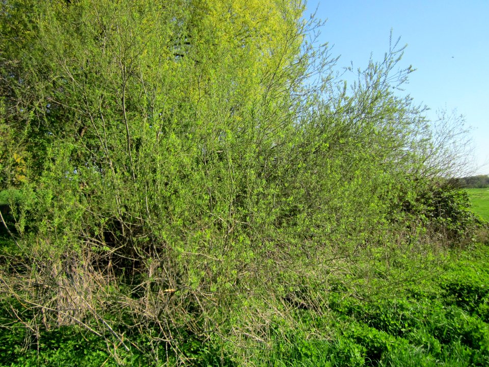 20130424Silberweide_Hockenheim18