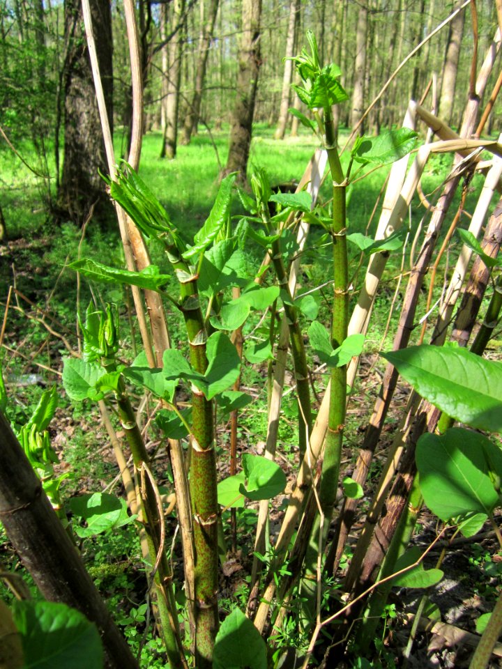 20130425Reynoutria_japonica2