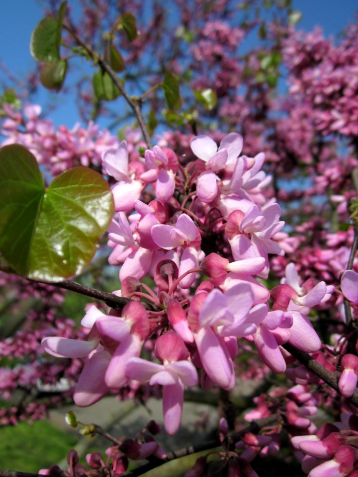 20130502Judasbaum_Hockenheim02