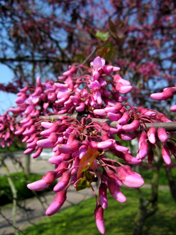 20130502Judasbaum_Hockenheim11