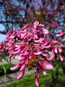 20130502Judasbaum_Hockenheim11