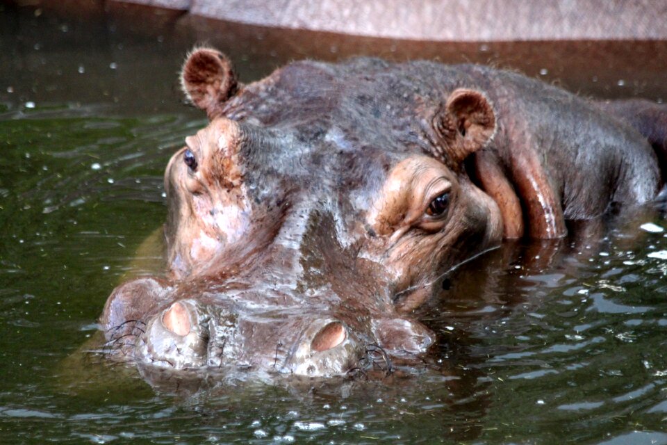 Zoo dangerous animal fauna