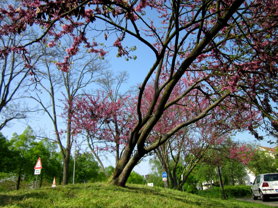 20130502Judasbaum_Hockenheim10