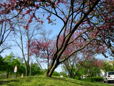 20130502Judasbaum_Hockenheim10