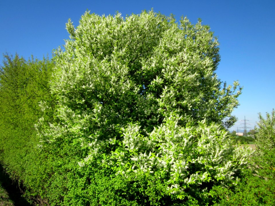 20130425Hockenheimer_Rheinbogen01