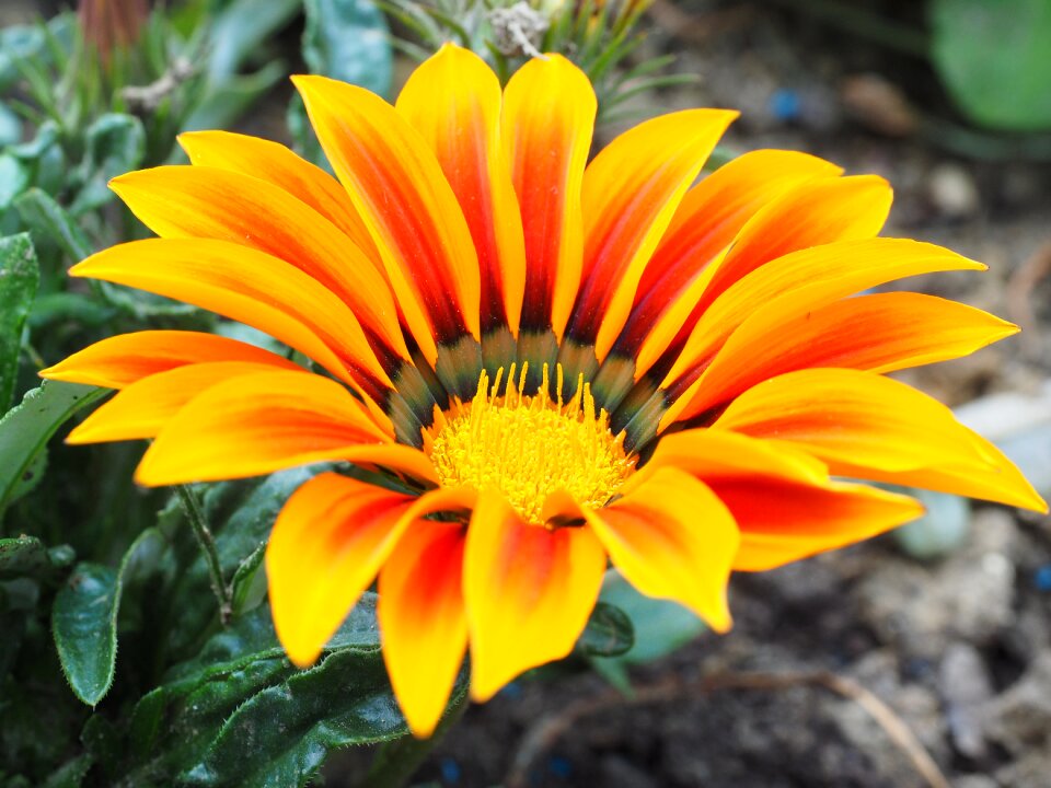 Bloom yellow orange