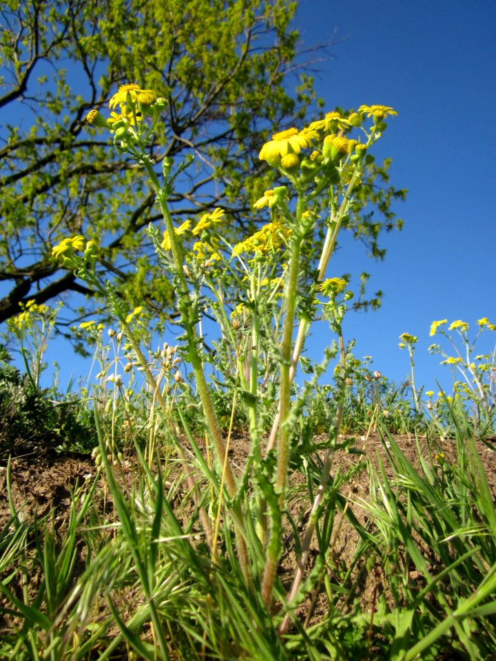 20130425Fruehlings-Greiskraut_Hockenheim