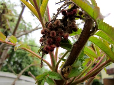 20130430Essigbaum_Hockenheim1