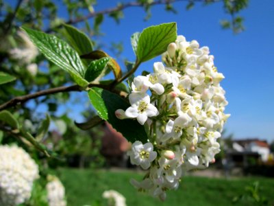 20130424Schneeball_Gartenschaupark_Hockenheim7