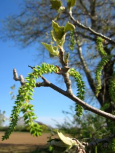 20130424Silberpappel_Hockenheim4