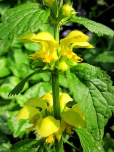 20130429Taubnessel_Hockenheim5