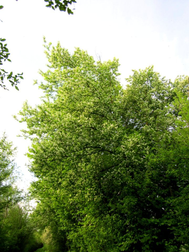 20130429Traubenkirsche_Hockenheimer_Rheinbogen1