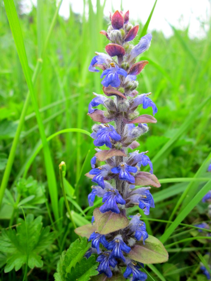 20130501Ajuga_reptans2