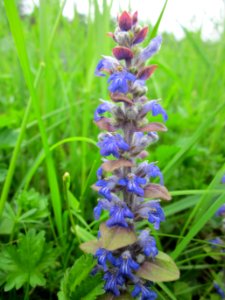 20130501Ajuga_reptans2