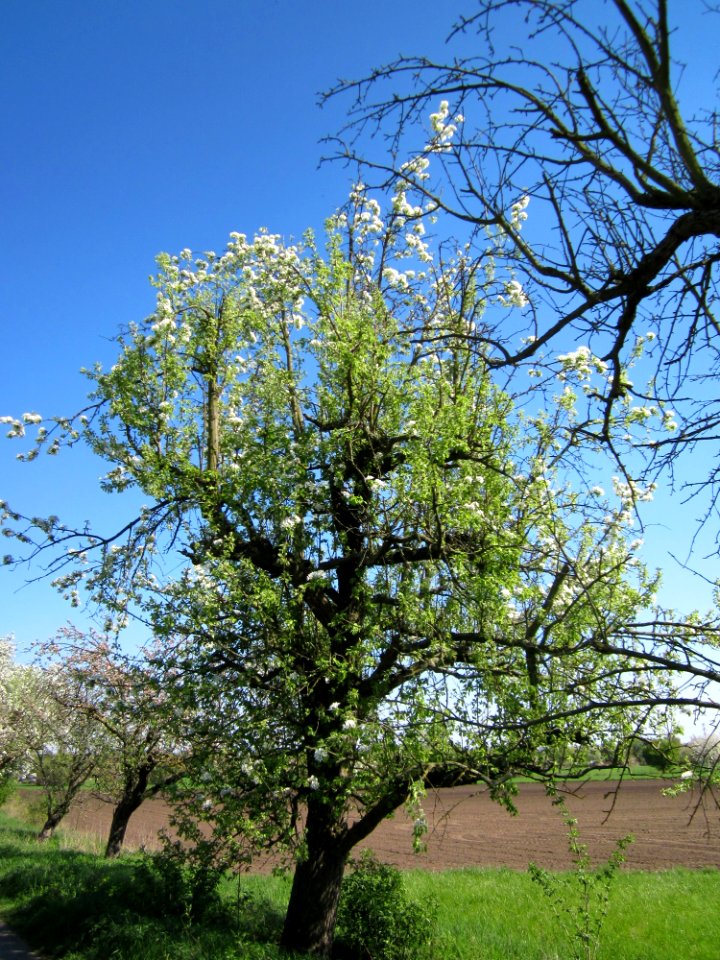 20130425Birne_Hockenheim1