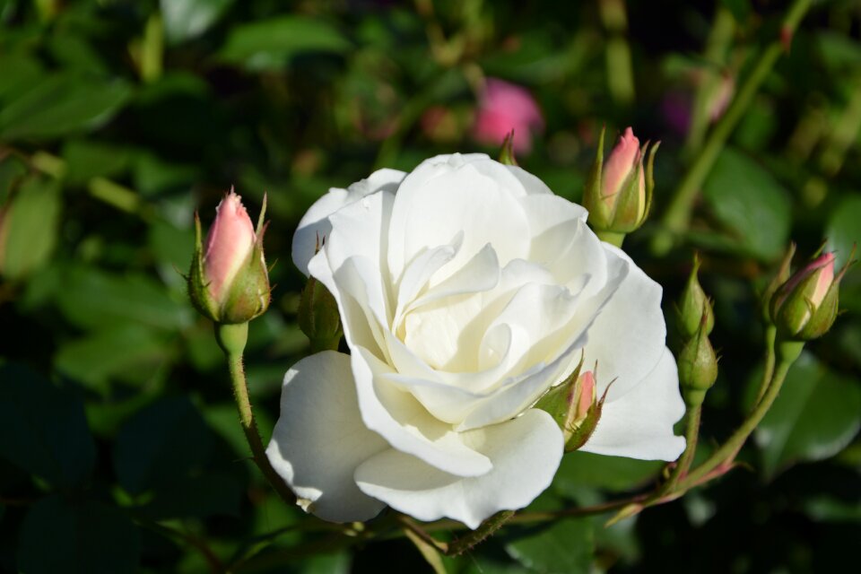 White rise buds spring