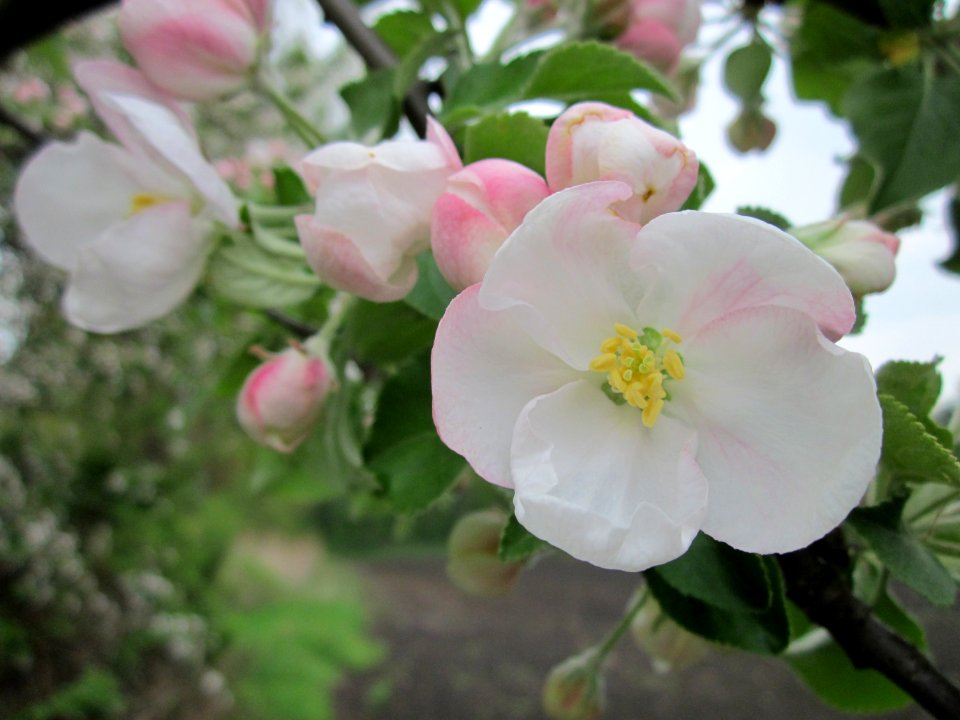 20130501Apfel_Hockenheim3