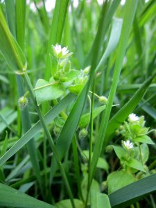 20130503Cerastium_fontanum6