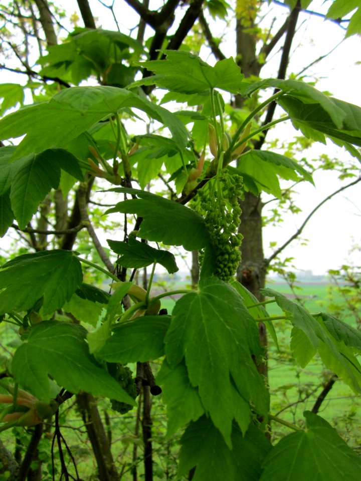 20130501Bergahorn_Reilingen1