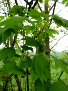 20130501Bergahorn_Reilingen1