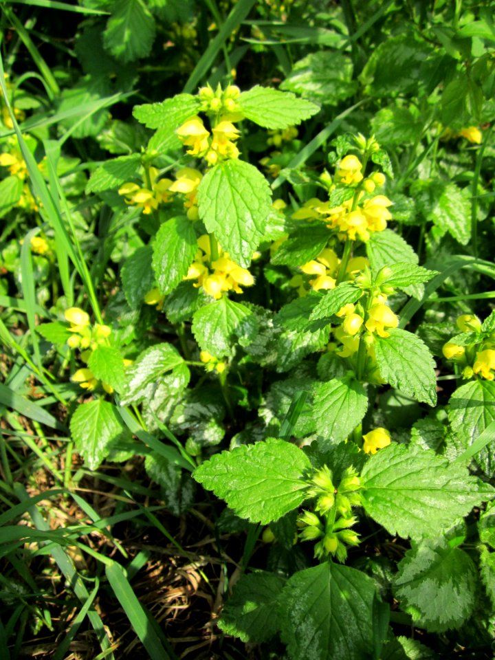 20130429Taubnessel_Hockenheim1
