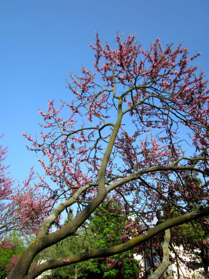 20130502Judasbaum_Hockenheim03