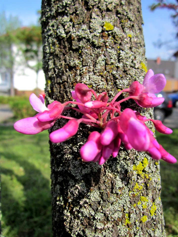 20130502Judasbaum_Hockenheim09