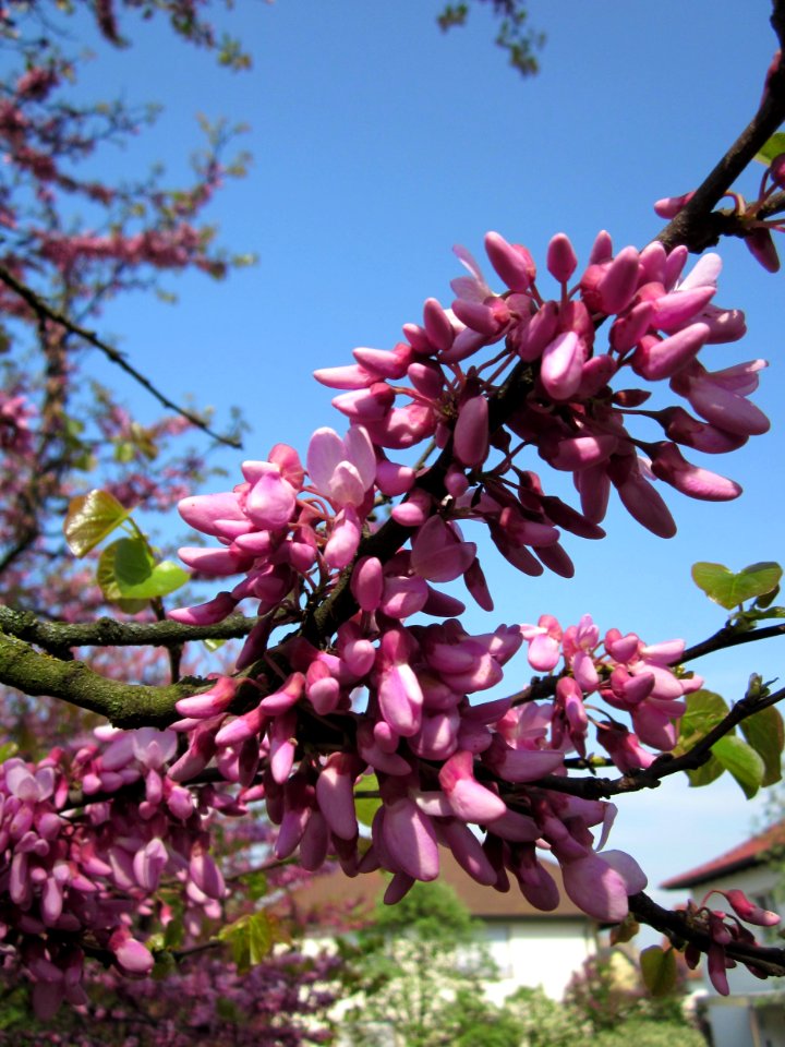 20130502Judasbaum_Hockenheim06