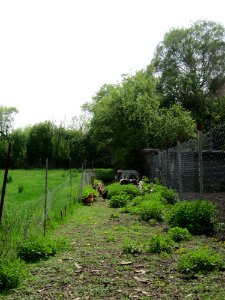 20130429Schrebergarten_Hockenheim