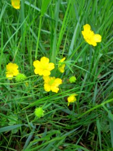 20130501Ranunculus_acris1