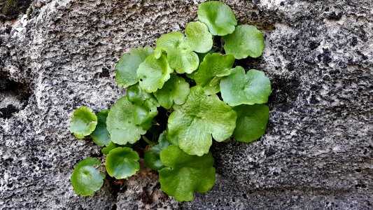 Plant stone growing photo