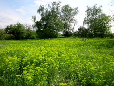 20130429Wolfsmilch_Hockenheim1