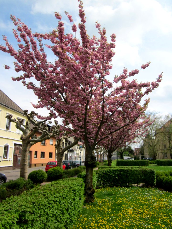 20130429Zierkirsche_Hockenheim1