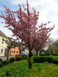 20130429Zierkirsche_Hockenheim1