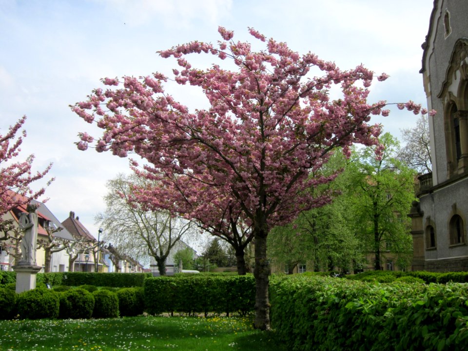 20130429Zierkirsche_Hockenheim2