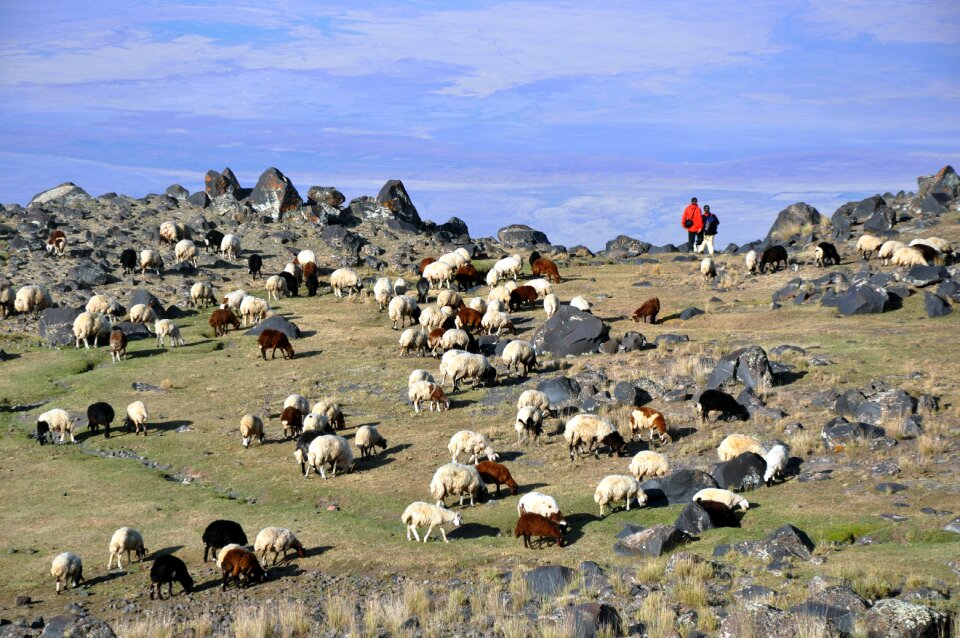 Ararat nature turkey