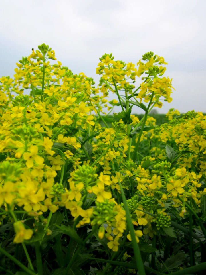 20130501Barbarea_vulgaris1