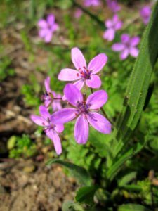 20130429Reiherschnabel_Reilingen