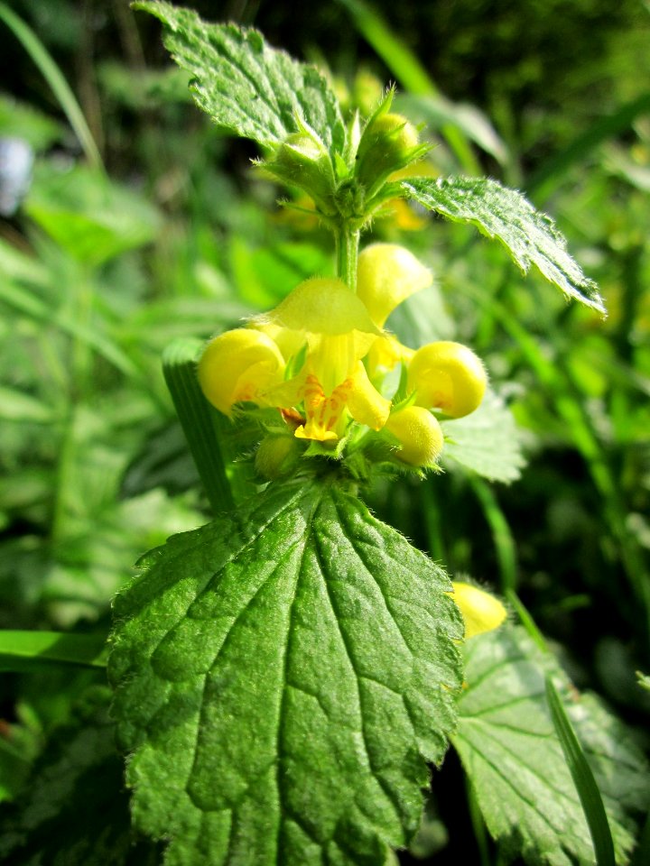 20130429Taubnessel_Hockenheim4