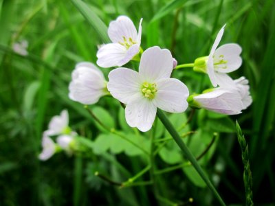 20130501Cardamine_pratensis1