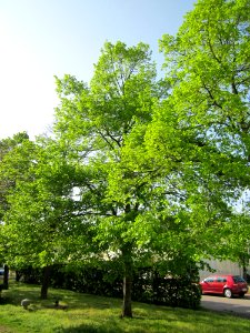 20130502Linde_Hockenheim3