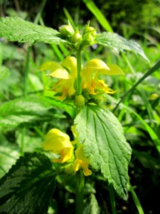 20130429Taubnessel_Hockenheim7