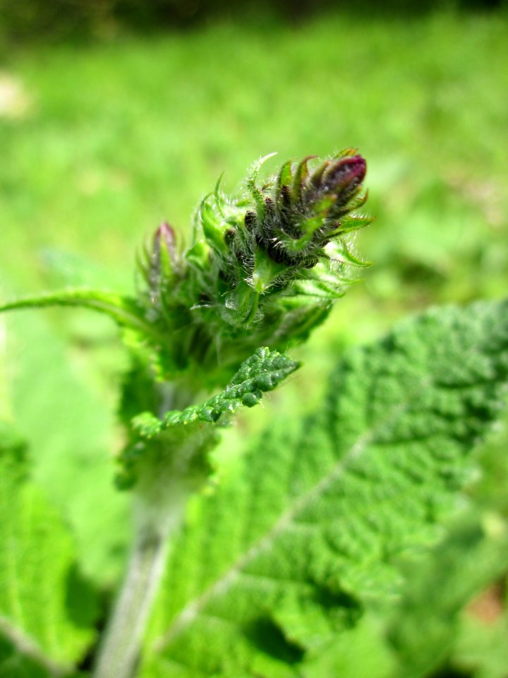 20130502Wiesensalbei_Hockenheim6