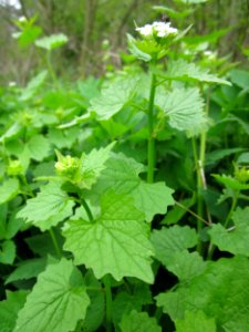 20130501Alliaria_petiolata1