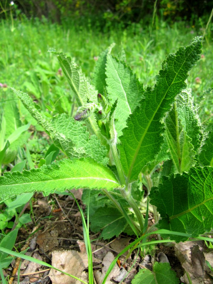 20130502Salvia_pratensis4